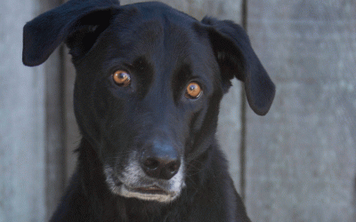 San Luis Obispo ordinances: Dogs