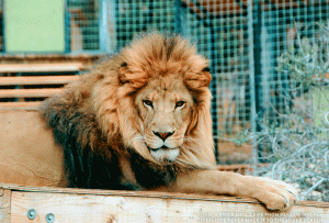 Photo of a lion at Project Survival