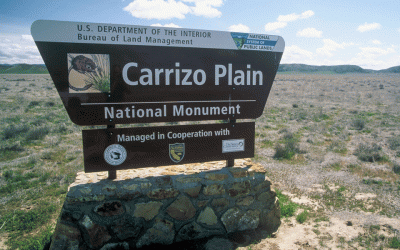 Branching out on the Carrizo Plain