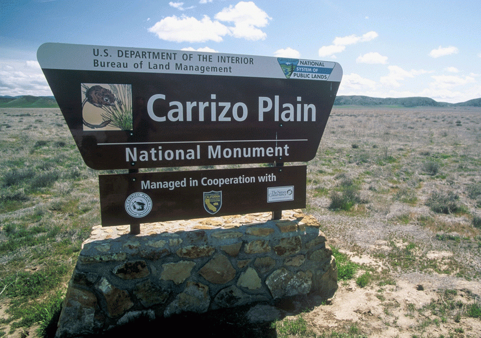 Branching out on the Carrizo Plain